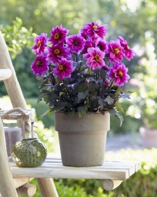 DAHLIA 'Dreamy Kiss' - image 2
