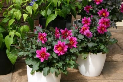 DAHLIA 'Dreamy Kiss' - image 3