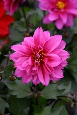 DAHLIA 'Dreamy Kiss' - image 4