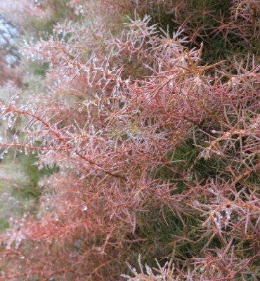 CRYPTOMERIA japonica 'Elegans' - image 2