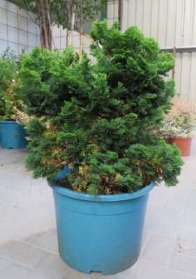CHAMAECYPARIS obtusa 'Nana Gracilis' - image 2