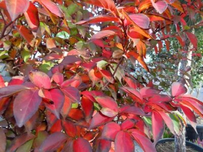 STEWARTIA monadelpha - image 4