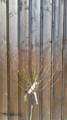 SALIX integra 'Hakuro Nishiki'