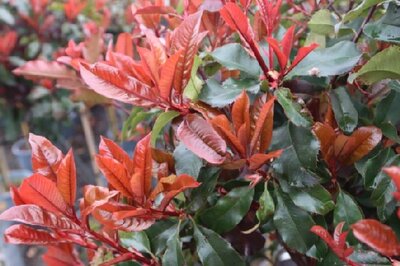 PHOTINIA x fraseri 'Magical Volcano' - image 2