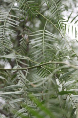 SCHINUS molle - image 2