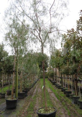 SCHINUS molle - image 3