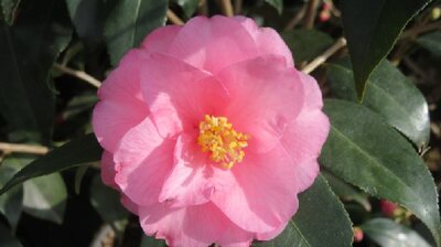 CAMELLIA 'Spring Festival' - image 2