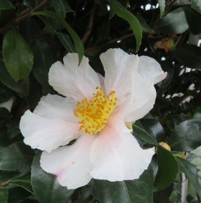 CAMELLIA sasanqua 'Cleopatra White' - image 3