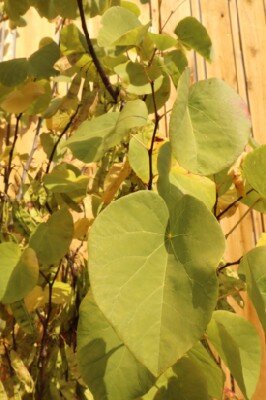 CERCIS siliquastrum - image 6