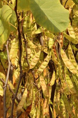 CERCIS siliquastrum - image 7