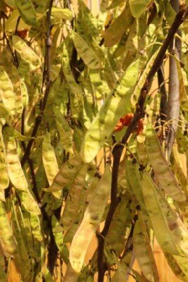 CERCIS siliquastrum - image 5