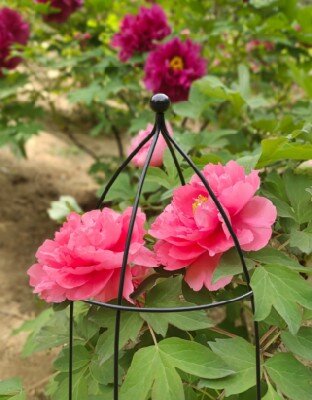 Herbaceous Plant Cloche - image 2