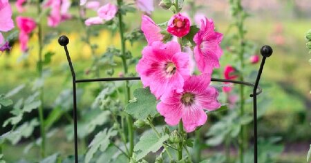 Half Round Plant Support - image 2