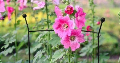 Half Round Plant Support - image 2