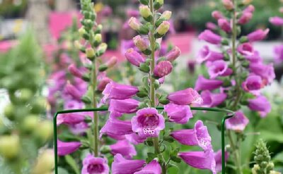 Half Round Plant Support - image 2