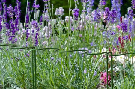 Border Edge Plant Support - image 2