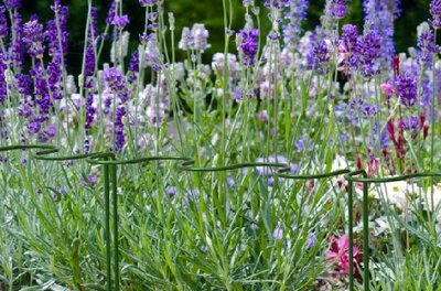 Border Edge Plant Support - image 2