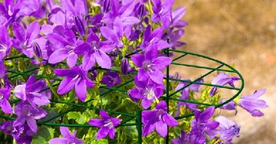 Grow Through Plant Supports - image 2