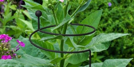 Curl Around Plant Support - image 2