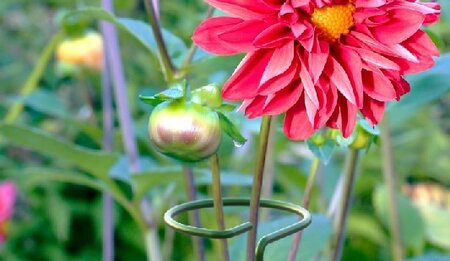 Plant Support Single Stem - image 2