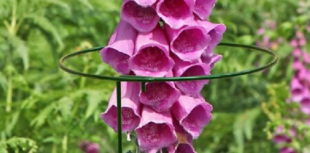 Gather Ring Plant Support - image 2