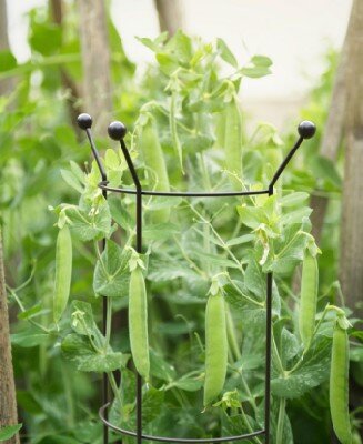 Ladder Plant Support - image 2