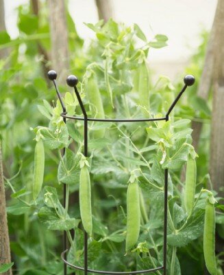 Ladder Plant Support - image 2