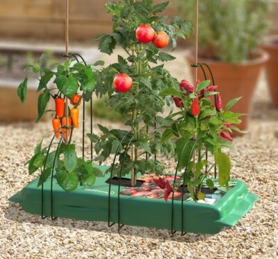 Grow Bag Cane Support - image 2