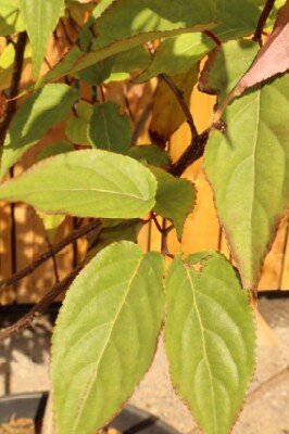 STACHYURUS chinensis 'Celina' - image 2
