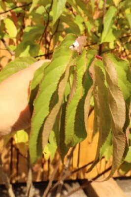 STACHYURUS chinensis 'Celina' - image 3