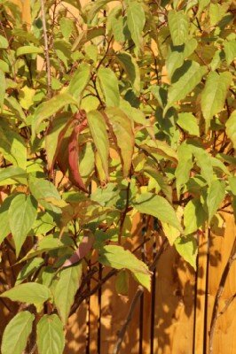 STACHYURUS chinensis 'Celina' - image 4