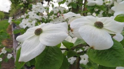 CORNUS 'Eddie's White Wonder' - image 2