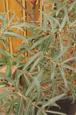 HIPPOPHAE rhamnoides 'Leikora' - image 2