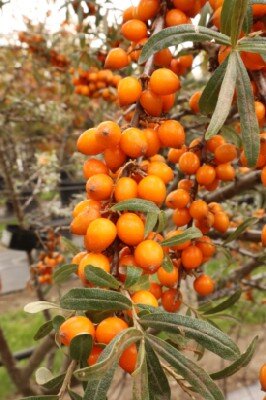 HIPPOPHAE rhamnoides 'Leikora' - image 3