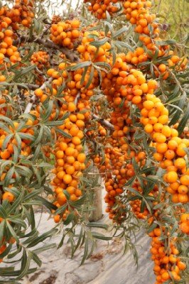 HIPPOPHAE rhamnoides 'Leikora' - image 4