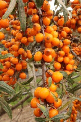 HIPPOPHAE rhamnoides 'Leikora' - image 5