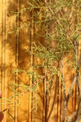 TAMARIX parviflora - image 2