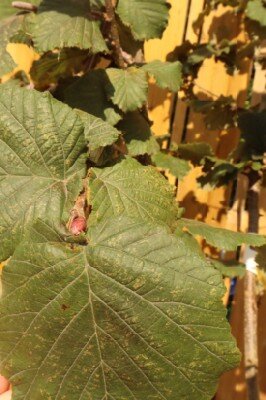 CORYLUS maxima 'Red Filbert' - image 2