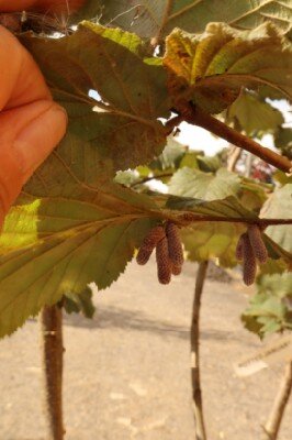 CORYLUS maxima 'Red Filbert' - image 3