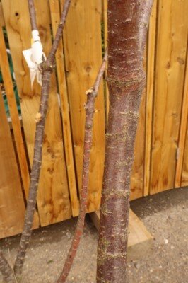 TAMARIX ramosissima 'Pink Cascade' - image 2