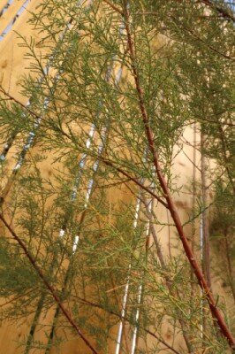 TAMARIX ramosissima 'Pink Cascade' - image 3