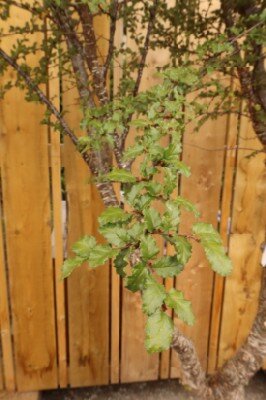 NOTHOFAGUS antarctica - image 2