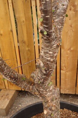 NOTHOFAGUS antarctica - image 3