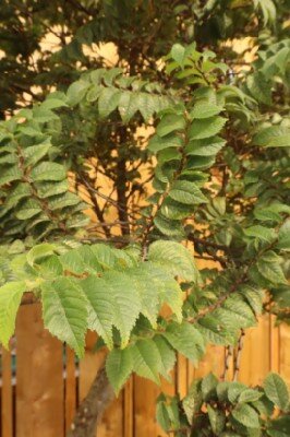 ULMUS x hollandica 'Jacqueline Hillier' - image 3