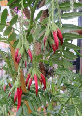 CLIANTHUS puniceus 'Kaka King' - image 2