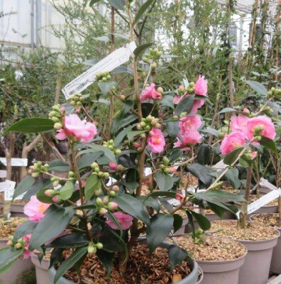 CAMELLIA 'Sweet Emily Kate'