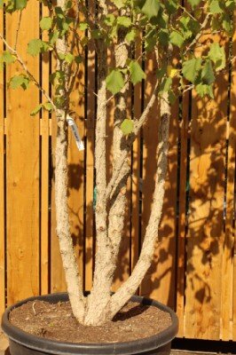 CORYLUS colurna - image 2