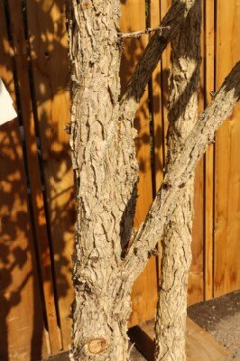 CORYLUS colurna - image 3