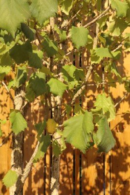 CORYLUS colurna - image 4