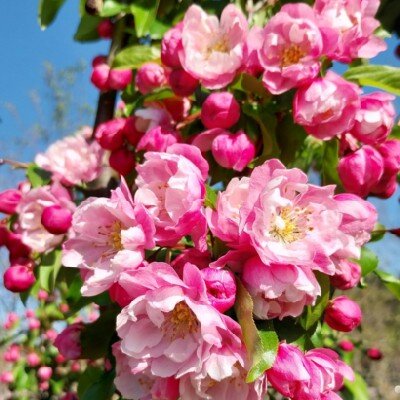 MALUS 'Van Eseltine' - image 2